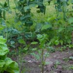 How to achieve abundant harvests in the vegetable garden despite wet soil?