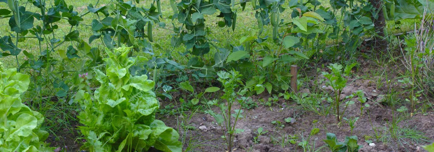 How to achieve abundant harvests in the vegetable garden despite wet soil?