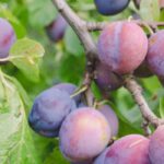 Plum tree: how to choose the right variety?