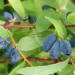 I missed it for you…: May Berries