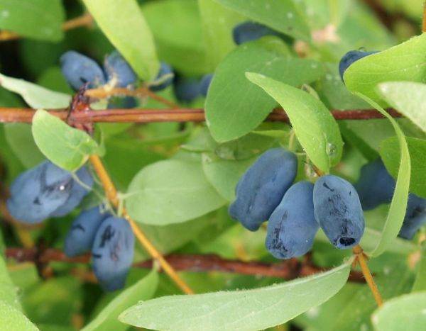 Lonicera caerulea