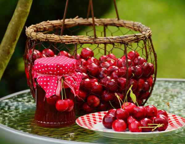How to harvest and store cherries?