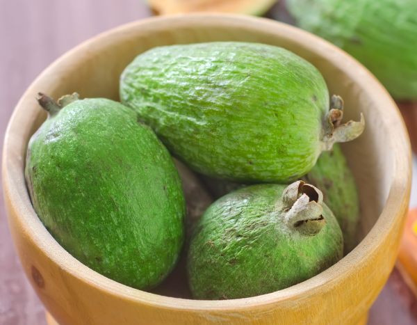 How to harvest and store feijoa fruits?