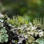 Mosses, ferns… The secrets of reproduction in non-flowering plants