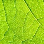 Plant respiration: a complex and fascinating process