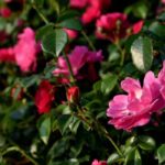 Botanical and wild roses: a natural garden!
