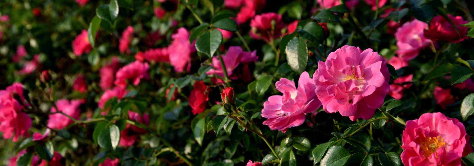 Botanical and wild roses: a natural garden!