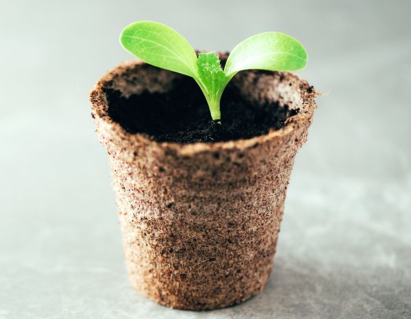 Biodegradable pots: how best to use them for sowing?