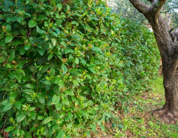 How to prune viburnums ?