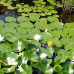 Pond plants: discover their essential role in water quality