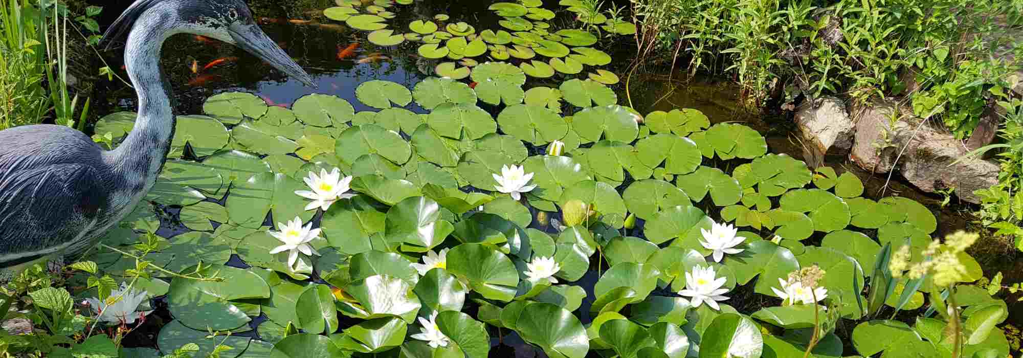 Pond plants: discover their essential role in water quality