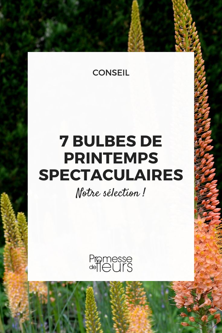 7 Spectacular Spring Bulbs That Will Transform Your Garden Eremurus 'Cleopatra'