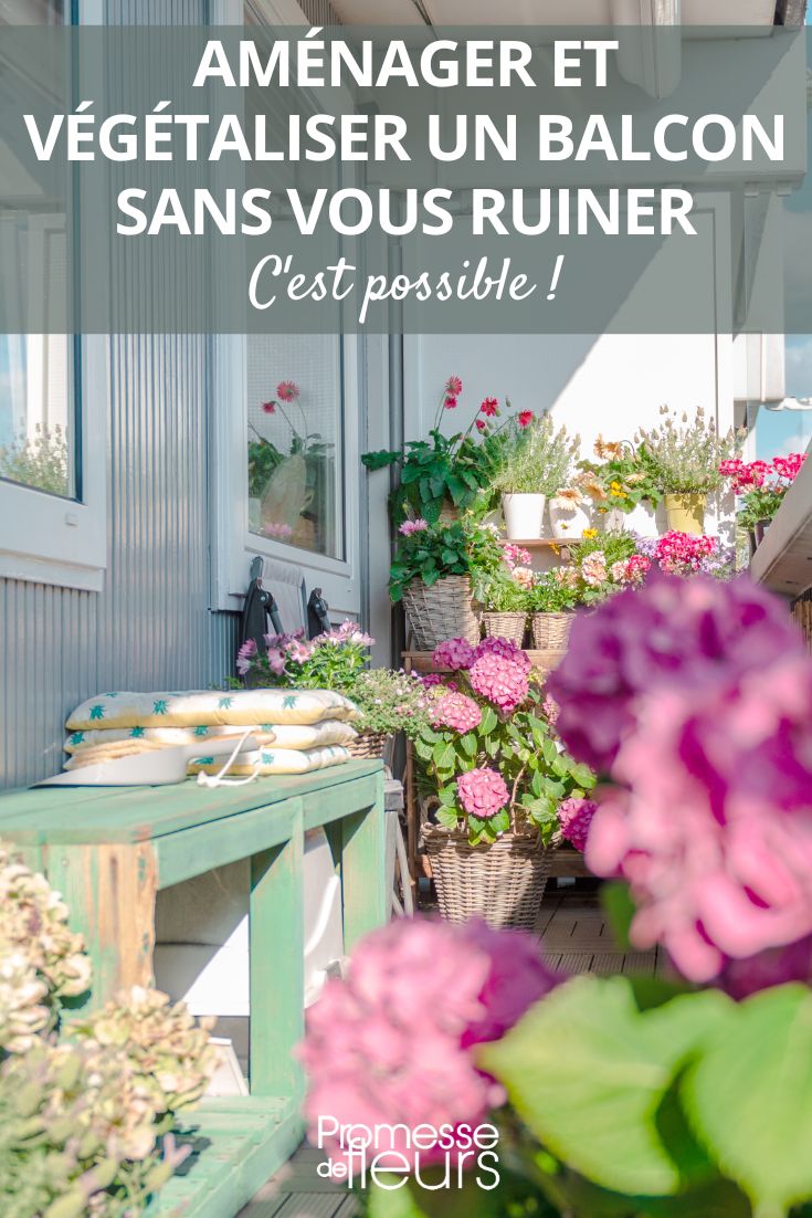 Landscaping and planting a balcony without breaking the bank is possible! Budget-Friendly Balcony Plants