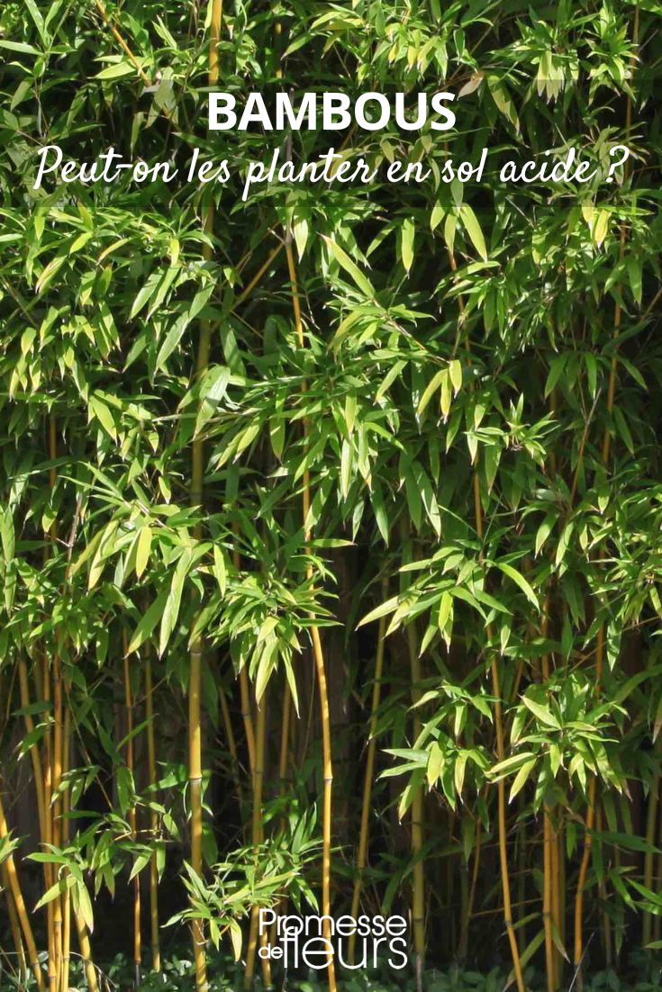 Yes, bamboo can be planted in acidic soil. Some varieties of bamboo actually prefer acidic soil. It's important to choose the right species of bamboo for your soil type to ensure optimal growth and health of the plants.