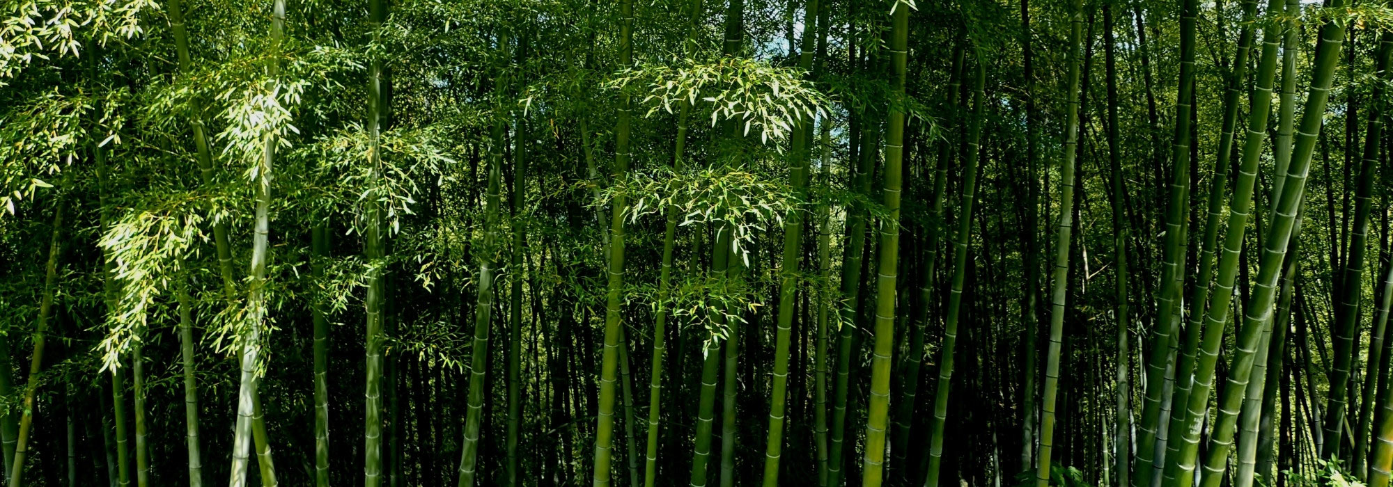 Can bamboo be planted in acidic soil?