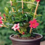 Propagating Dipladenia: child's play!