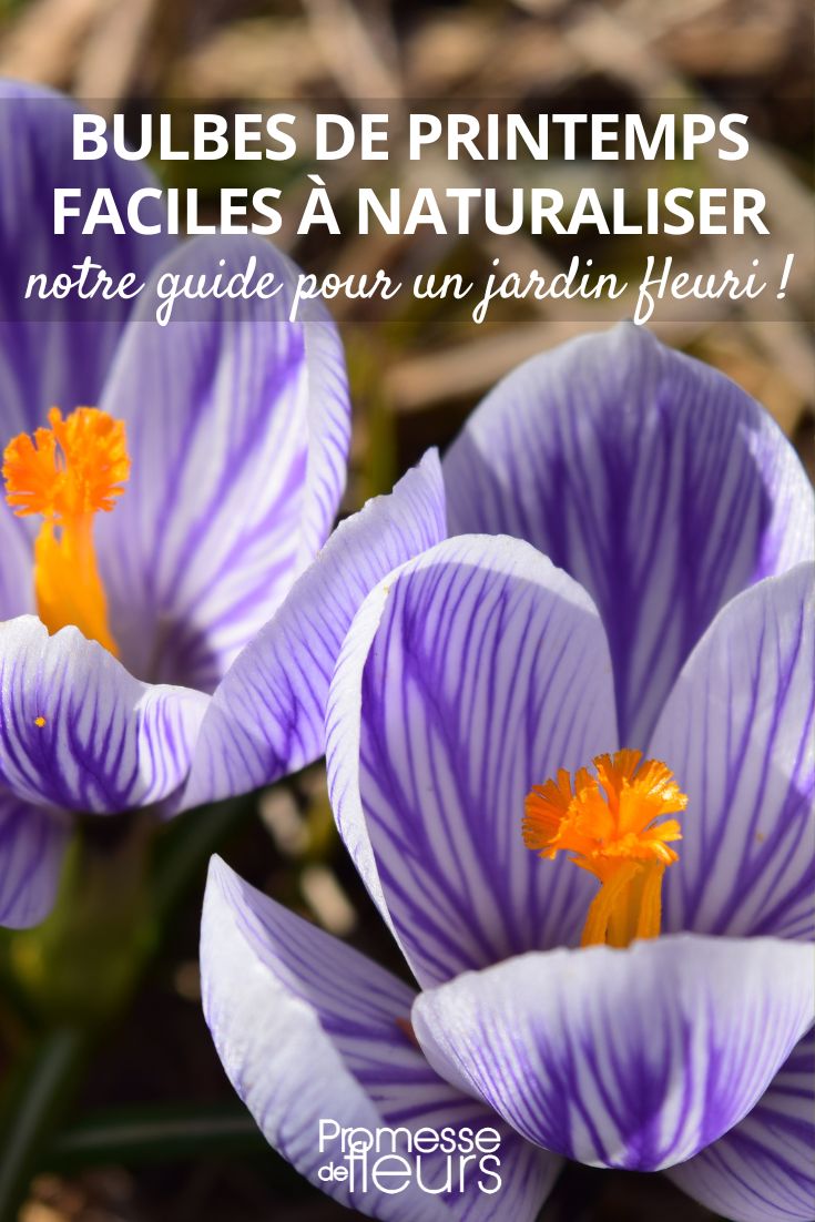 Spring Flower Bulbs Easy to Naturalize: Our Guide to a Blooming Garden! crocus