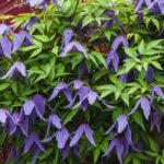 7 spring-flowering clematis
