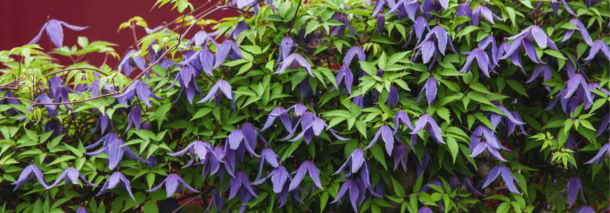 7 spring-flowering clematis
