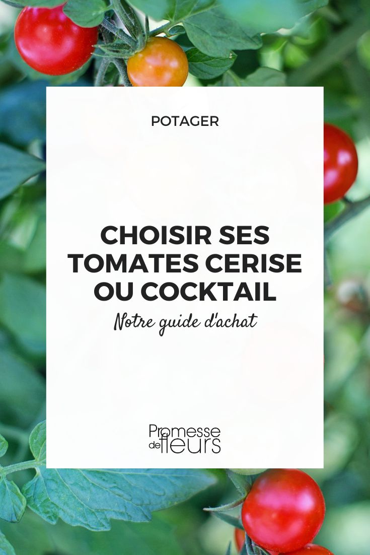 How to choose your cherry or cocktail tomatoes cherry or cocktail tomato plants