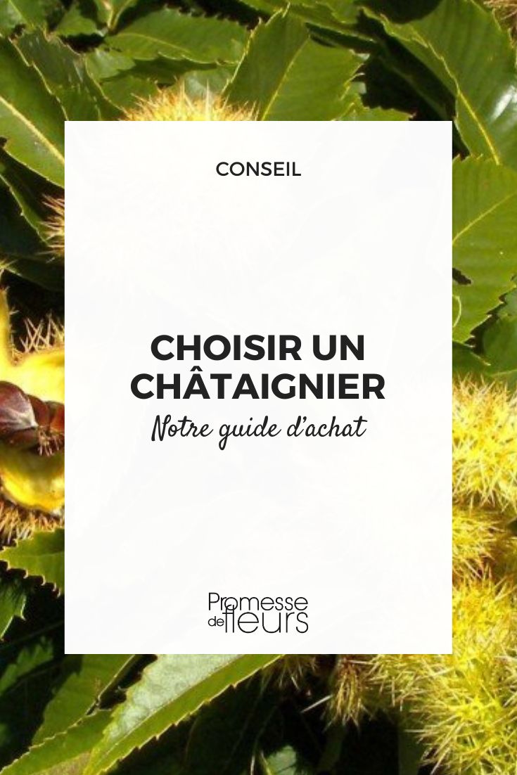 How to choose a chestnut tree Castanea sativa