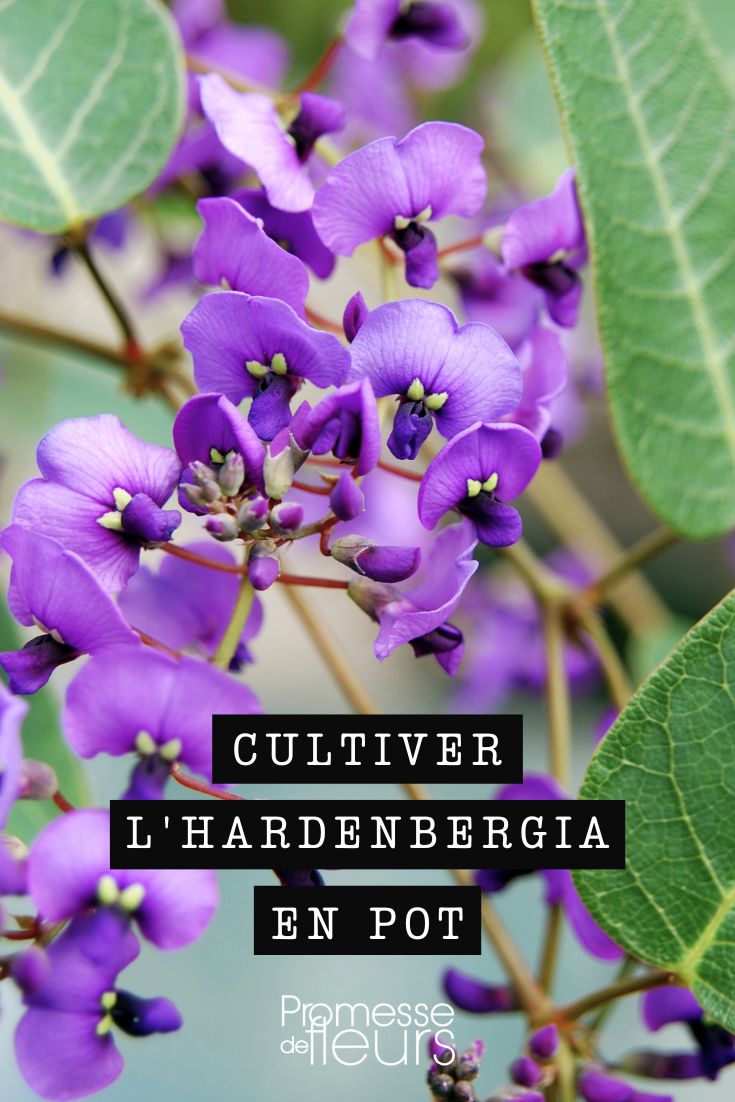 Hardenbergia flowers