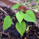 How to propagate <em>Catalpa</em>?