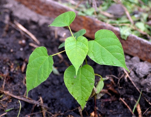 How to propagate Catalpa?