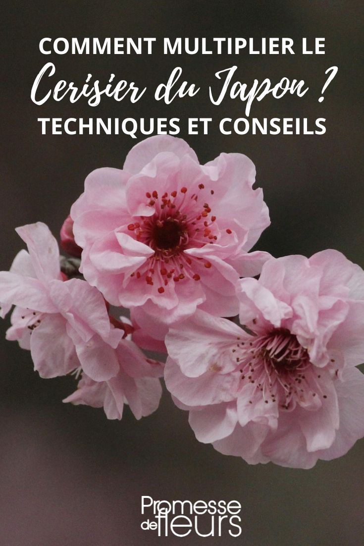 flowering cherry tree