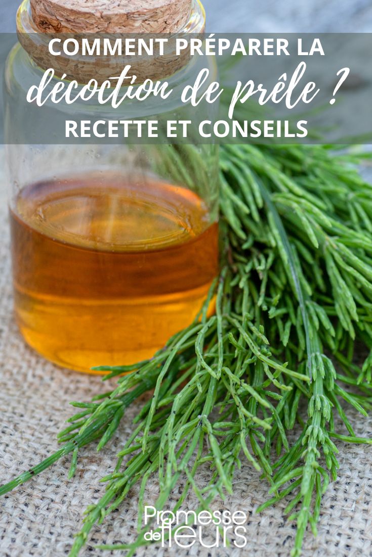horsetail decoction