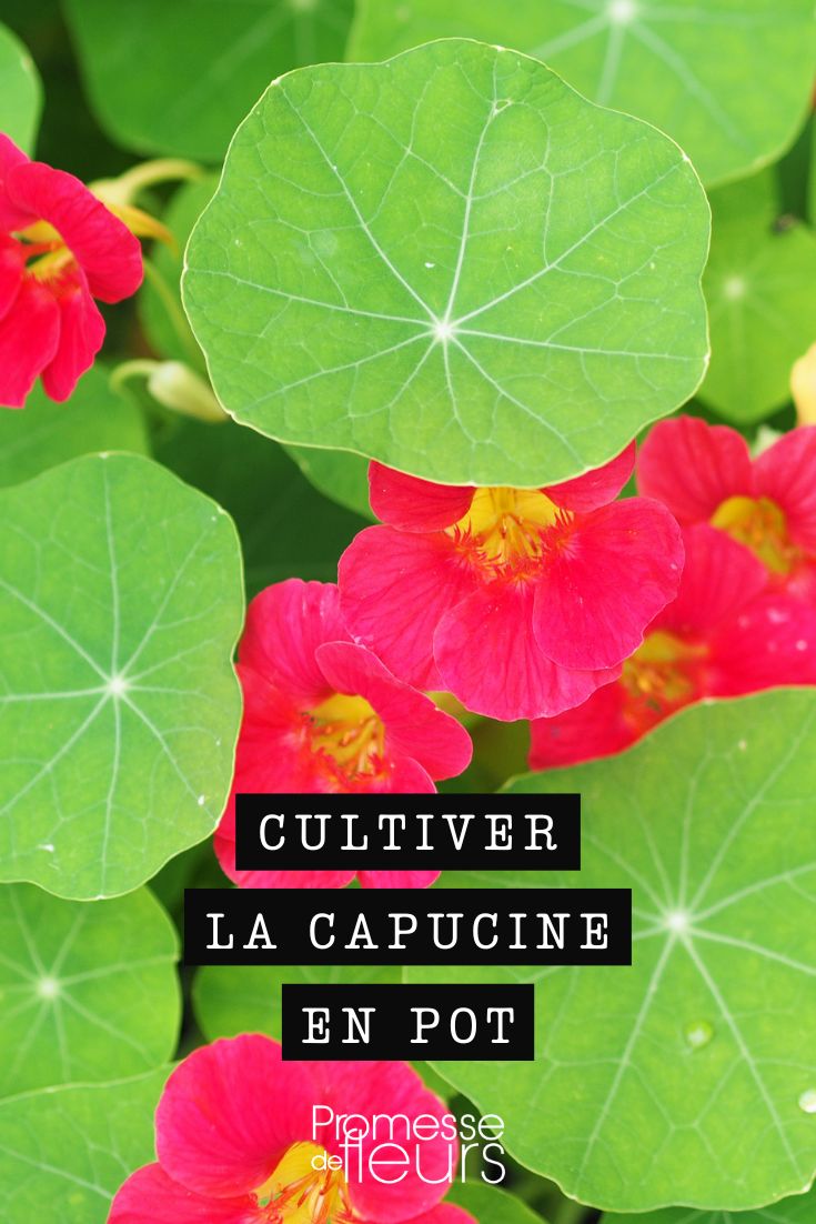 Nasturtium