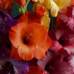 The best gladioli for cut flower arrangements