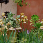 Soil &amp; sand: the garden trend embracing desert plants