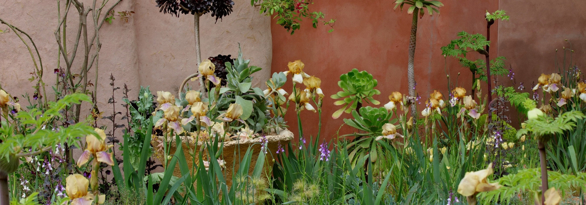 Soil &amp; sand: the garden trend embracing desert plants