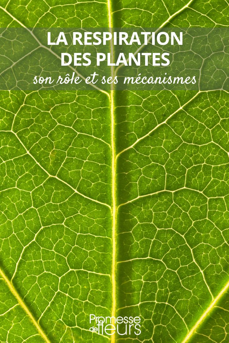 The respiration of plants: a complex and fascinating process Plant Respiration: A Complex and Fascinating Process