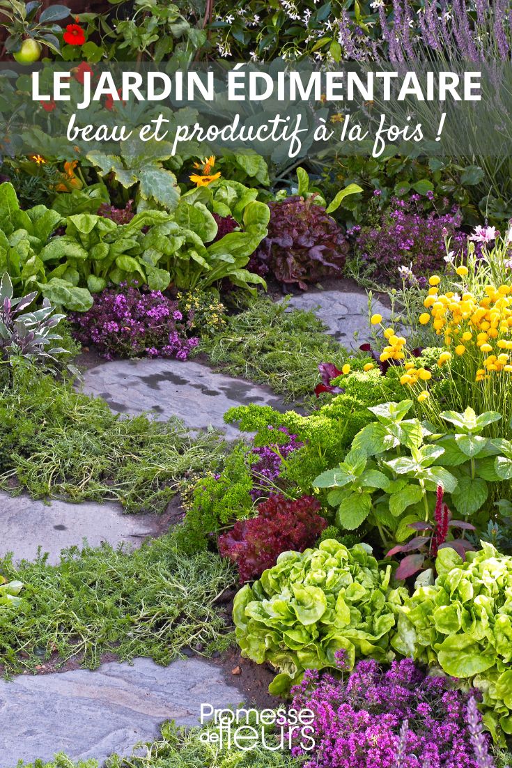 Edimental" trend or the art of combining edible and ornamental plants