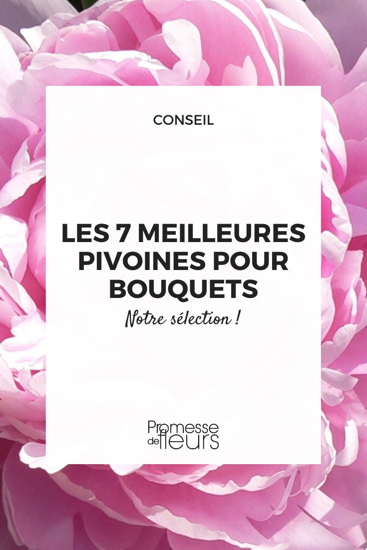 The 7 Best Peonies for Bouquets Sarah Bernhardt peony