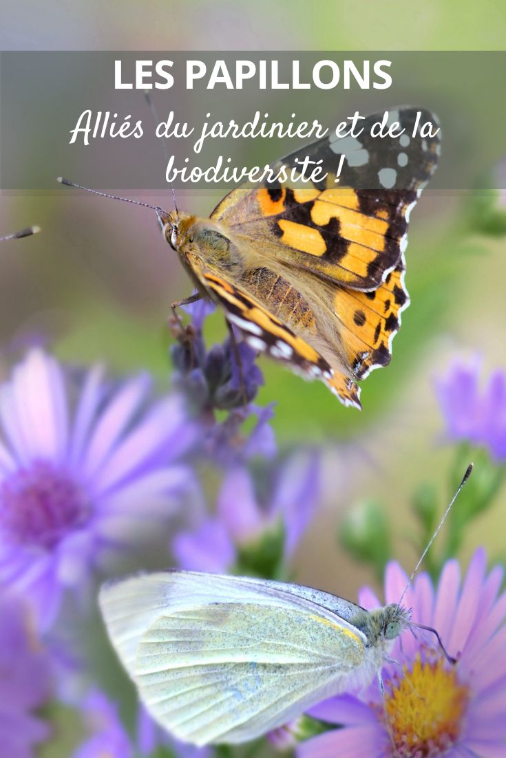 Butterflies enhance biodiversity in the garden! pollinators