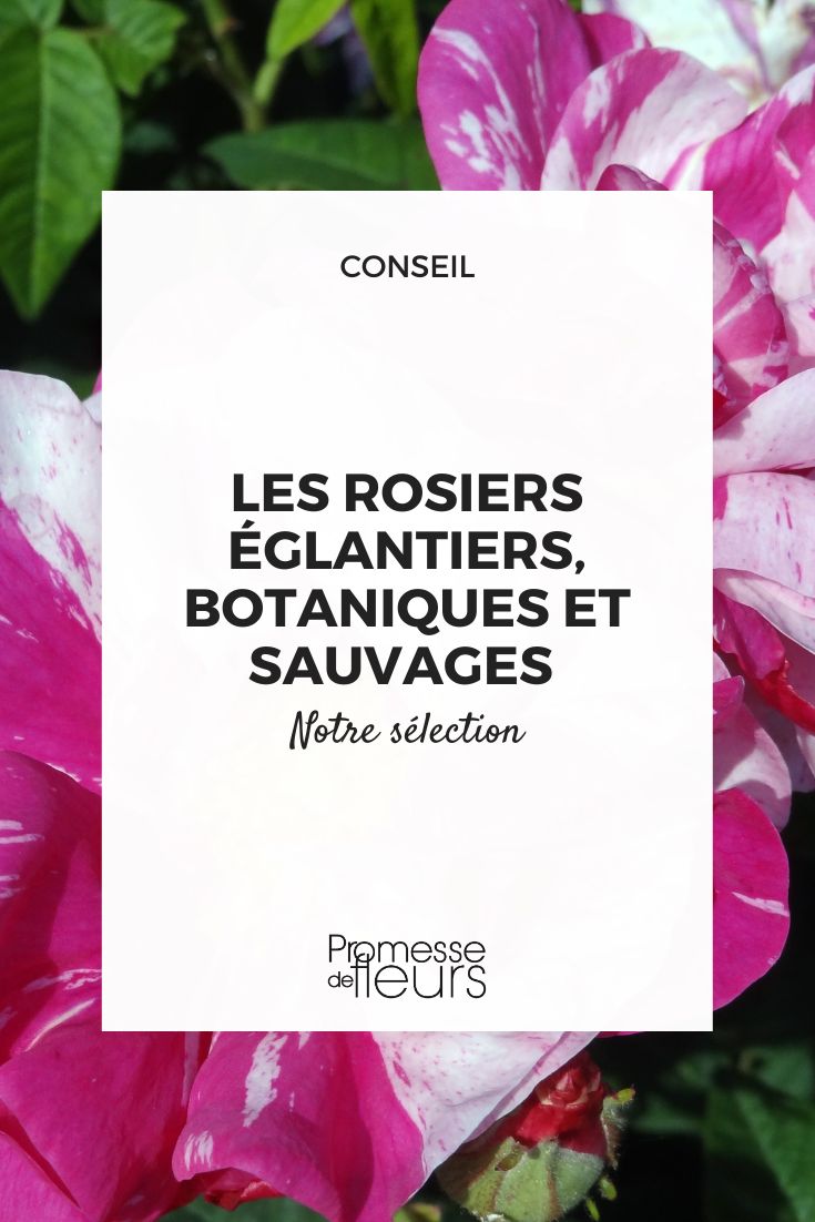 Coloured Gallica Rose