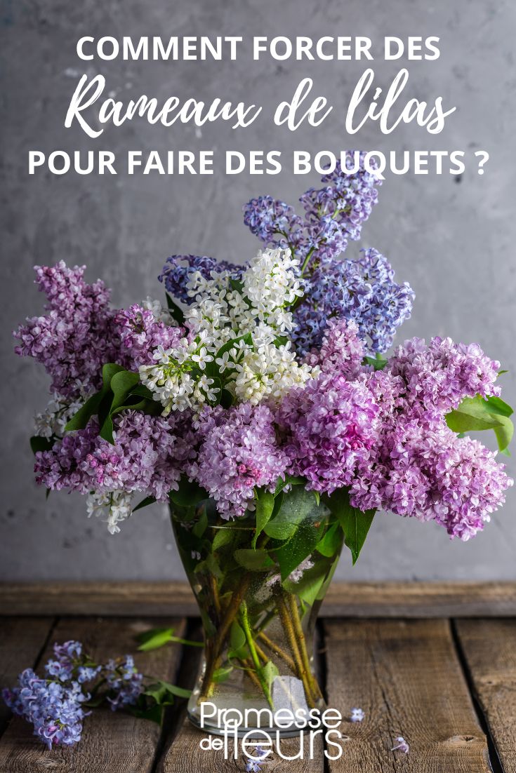 Making lilacs bloom in winter