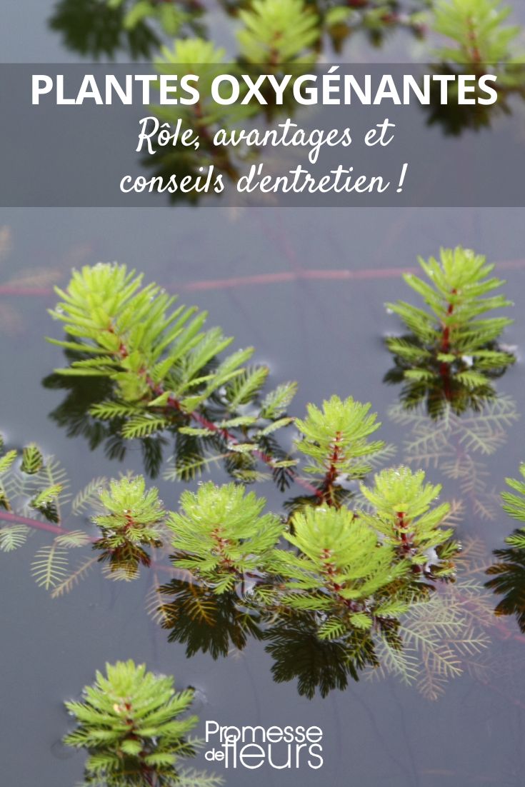 Pond or Pool: Discover the Secret Power of Oxygenating Plants Myriophyllum spicatum
