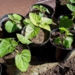 How to propagate <em>Paulownia</em>?