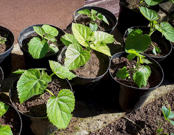 How to propagate <em>Paulownia</em>?