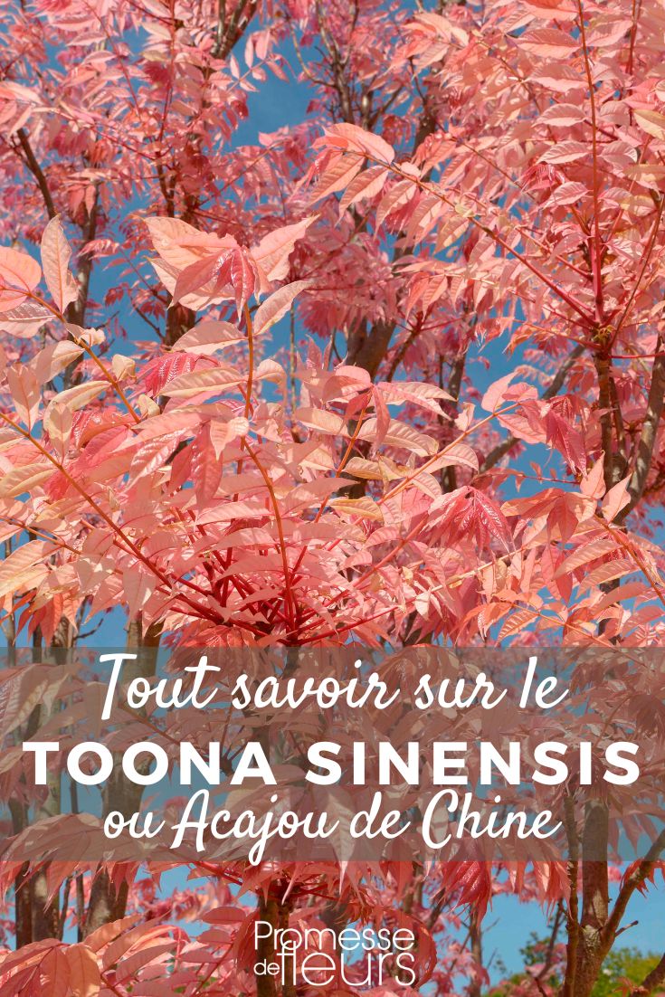 Pinterest - Plant Sheets All You Need to Know Toona sinensis or Chinese Mahogany: Planting and Growing