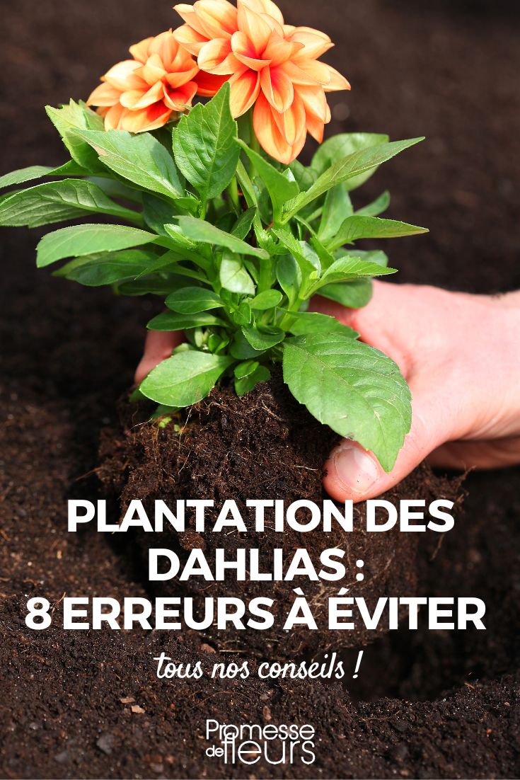 Planting Dahlias

Dahlias are beautiful flowers that can bring a lot of colour to your garden. Here's how to plant them:

1. **Choose a sunny spot**: Dahlias thrive in full sun, so choose a spot in your garden that receives at least 6 hours of sunlight per day.

2. **Prepare the soil**: Dahlias prefer well-draining soil, so make sure the soil is loose and fertile. You can add some compost to improve the soil quality.

3. **Plant the tubers**: Plant the dahlia tubers in a hole about 5-6 inches deep and cover them with soil. Make sure to space the tubers about 12-18 inches apart to allow for proper growth.

4. **Watering**: After planting, water the dahlias thoroughly. Keep the soil moist but not waterlogged.

5. **Support**: Depending on the variety, dahlias may need support as they grow. You can use stakes or cages to support the plants.

6. **Mulching**: Mulch around the plants to help retain moisture and suppress weeds.

7. **Maintenance**: Dahlias require regular watering and occasional feeding with a balanced fertilizer to promote healthy growth and abundant flowering.

By following these steps, you can enjoy beautiful dahlias in your garden throughout the growing season.