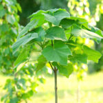 How to plant <em>Paulownia</em>?