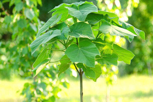 How to plant <em>Paulownia</em>?