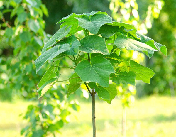 How to plant <em>Paulownia</em>?