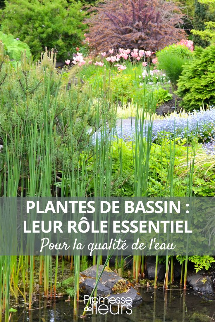 Water Plants: Discover Their Essential Role for Water Quality aquatic plants pond pool