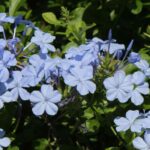 Cape Leadwort - Plumbago: cultivation and care